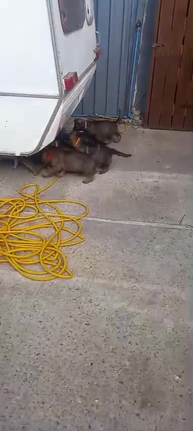 German Shepherd dogs for sale: German shepherd  - Video 2