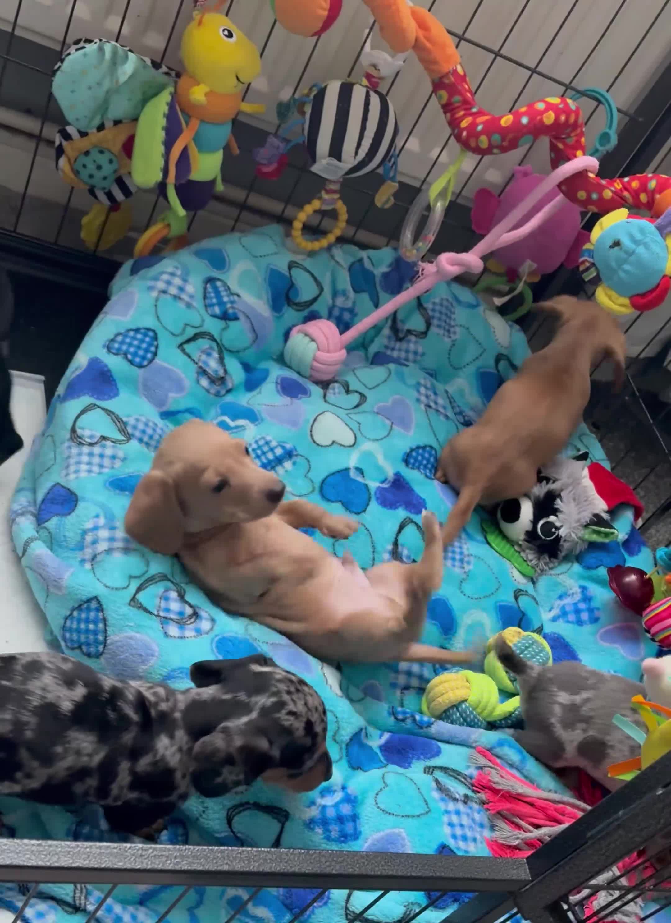 Miniature Dachshund dogs for sale: Beautiful unique babies  - Video 1