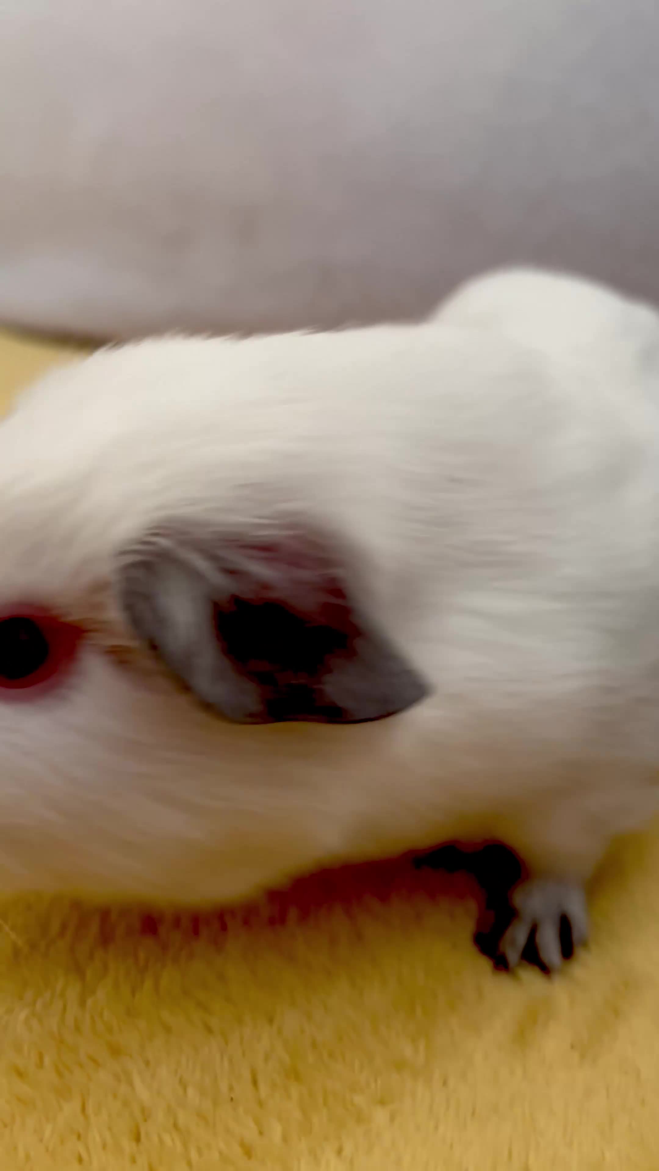 Guinea Pig rodents for sale: Young bonded male guinea pigs 🩶🤍 - Video 1