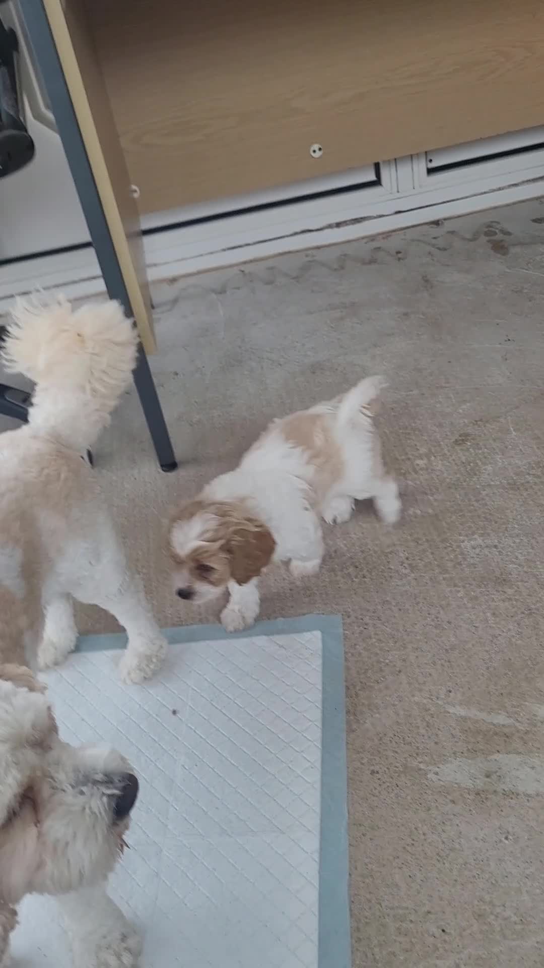 Mixed Breed dogs for sale: Gorgeous Cavapoochon Puppies - Video 1
