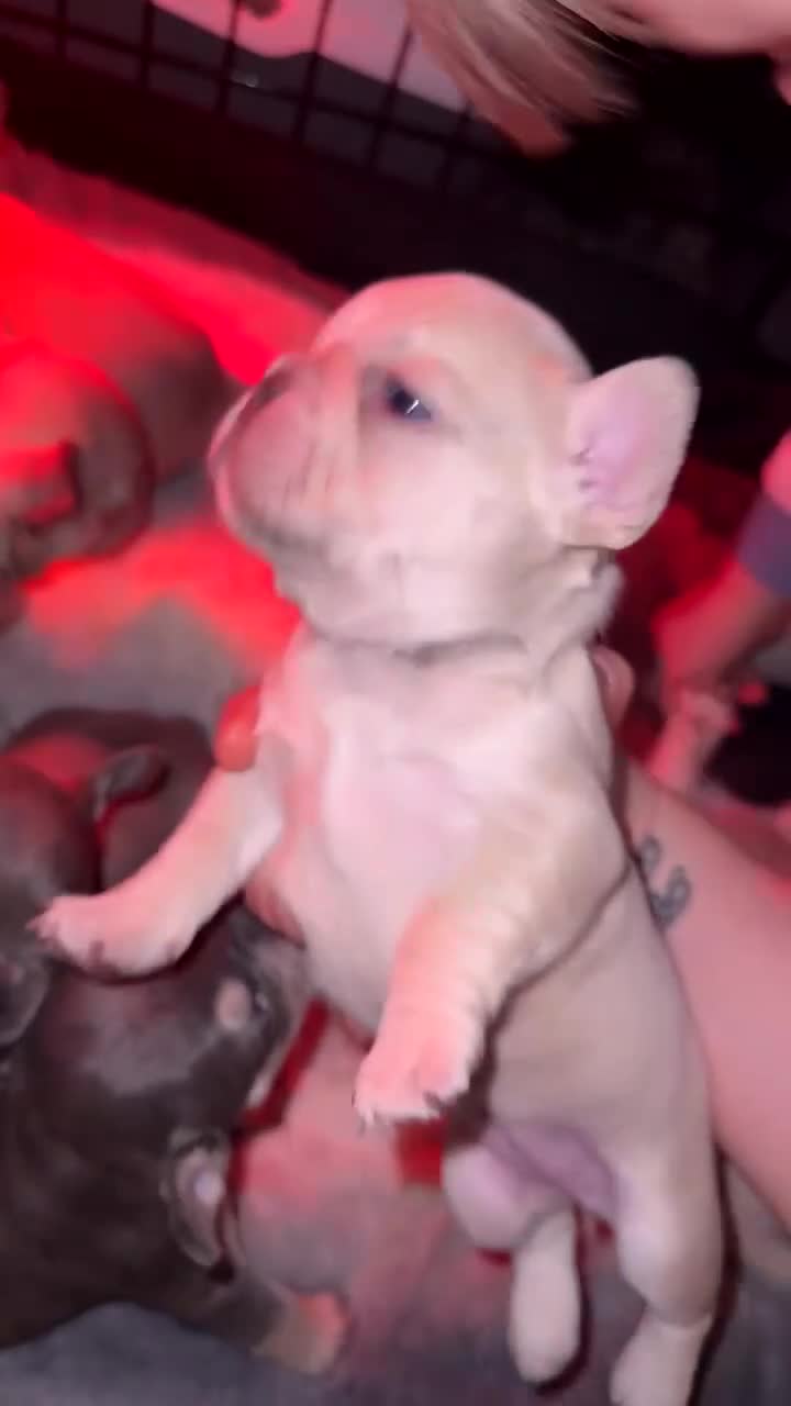 French Bulldog dogs for sale: French bull dog puppy’s  - Video 1