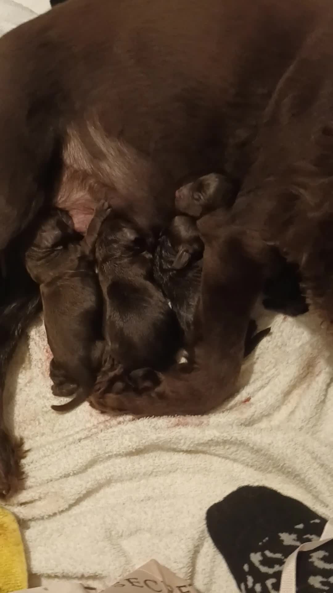 Cockapoo dogs for sale: Stunning F1 Chocolate Cockapoos - Video 3