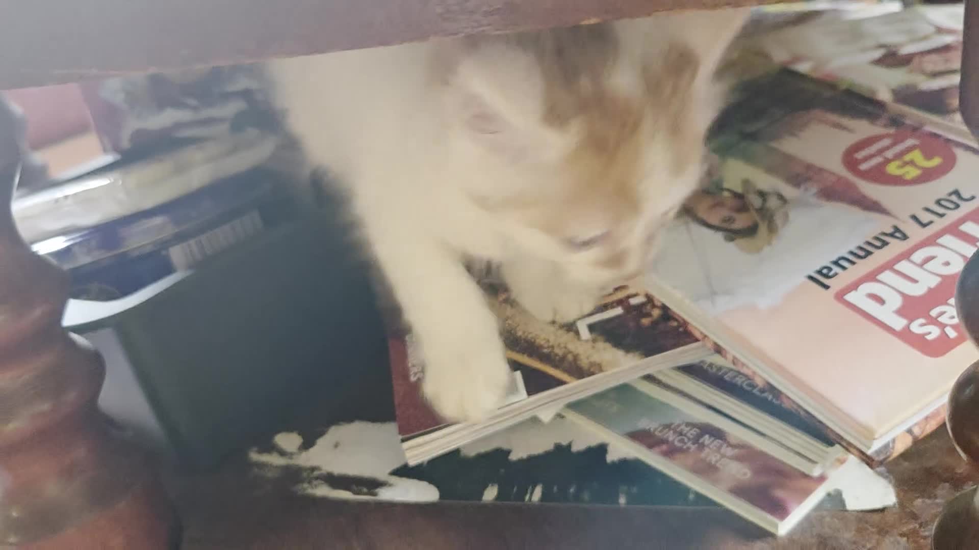 Mixed Breed cats for sale: Ron little ginger white male  in Telford - Video 2