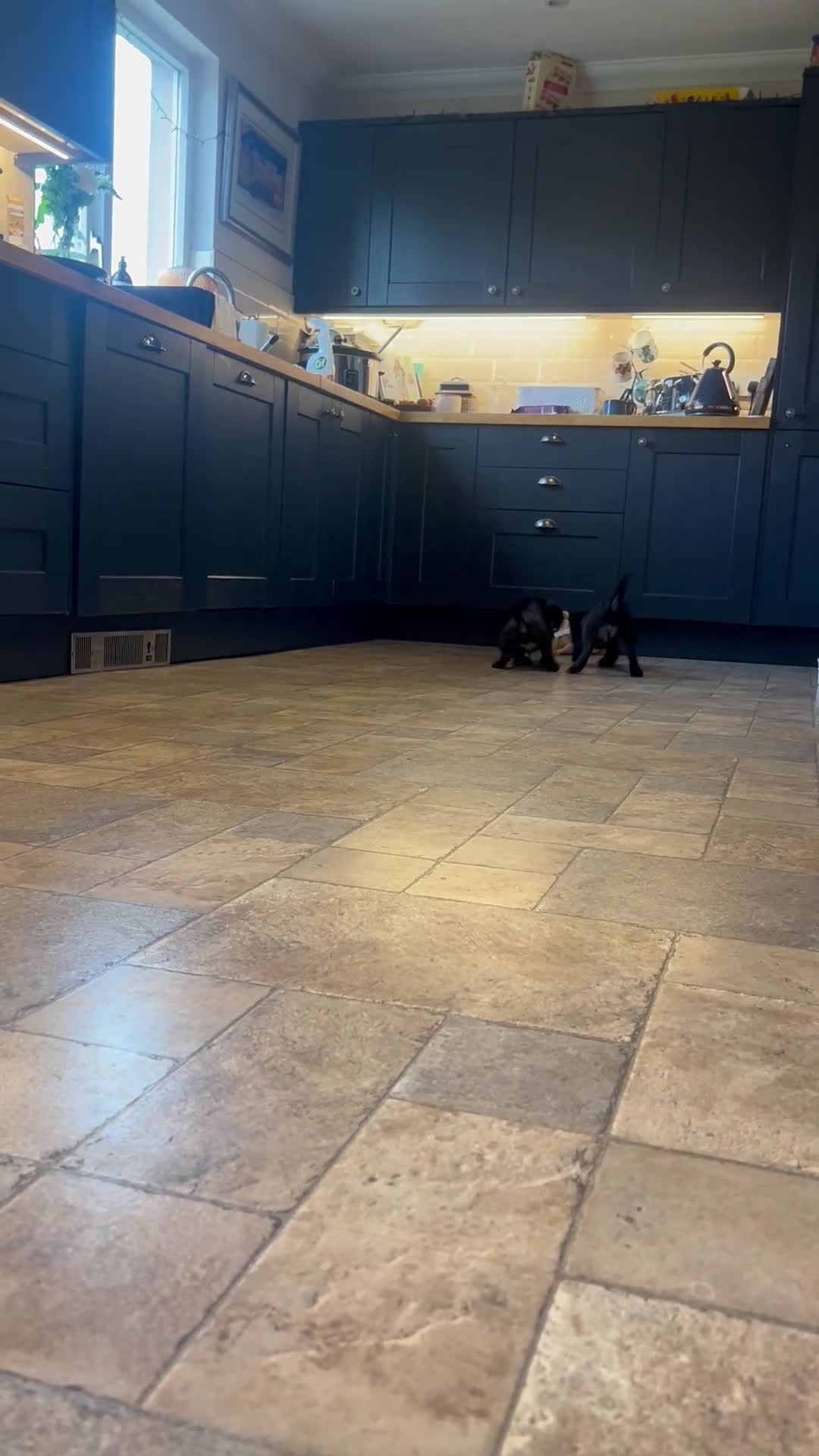 Cocker Spaniel dogs for sale: 2 Gorgeous Cocker spaniels puppy’s 🤩🥰 in Pitlochry - Video 1