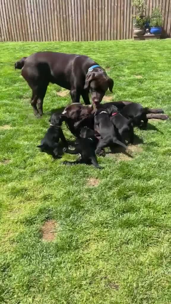 Labrador Retriever dogs for sale: Gorgeous Black Labrador Puppies - READY NOW - Video 1