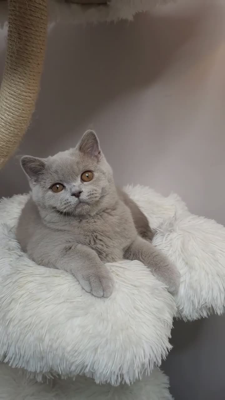 British Shorthair cats for sale: 💜 Lilac British Shorthair Kittens 💜 - Video 1