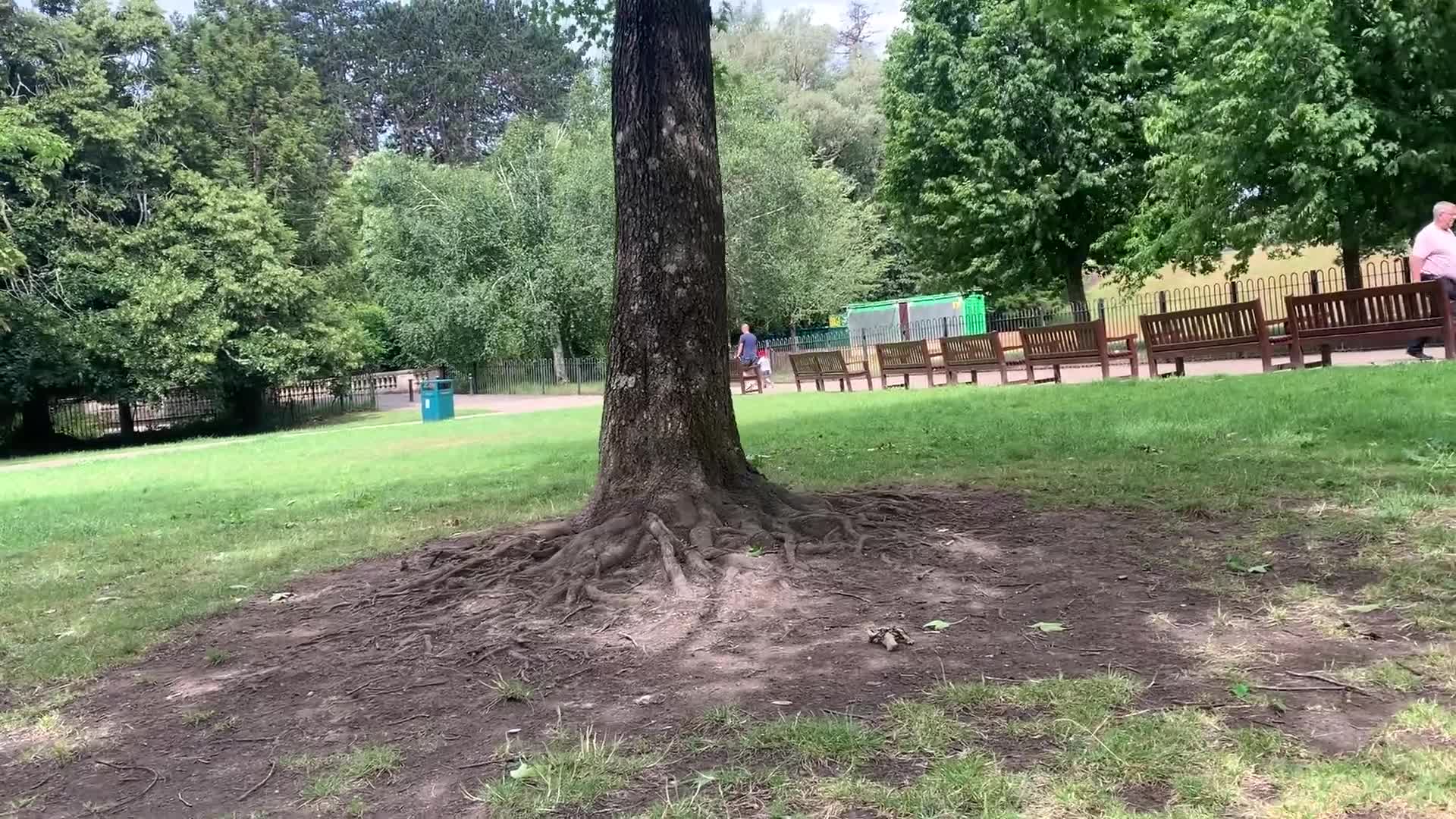 Cockapoo dogs for stud: teddy  - Video 1