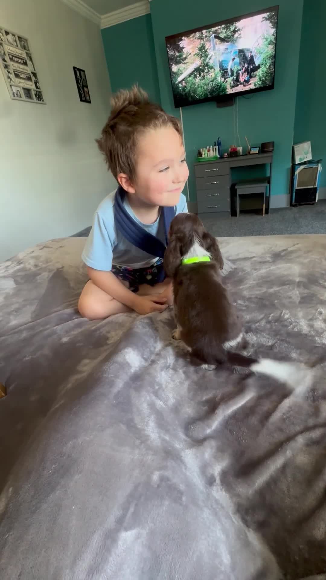 Cocker Spaniel dogs for sale: READY NOW- DNA TESTED choc roan & tan show cocker - Video 5