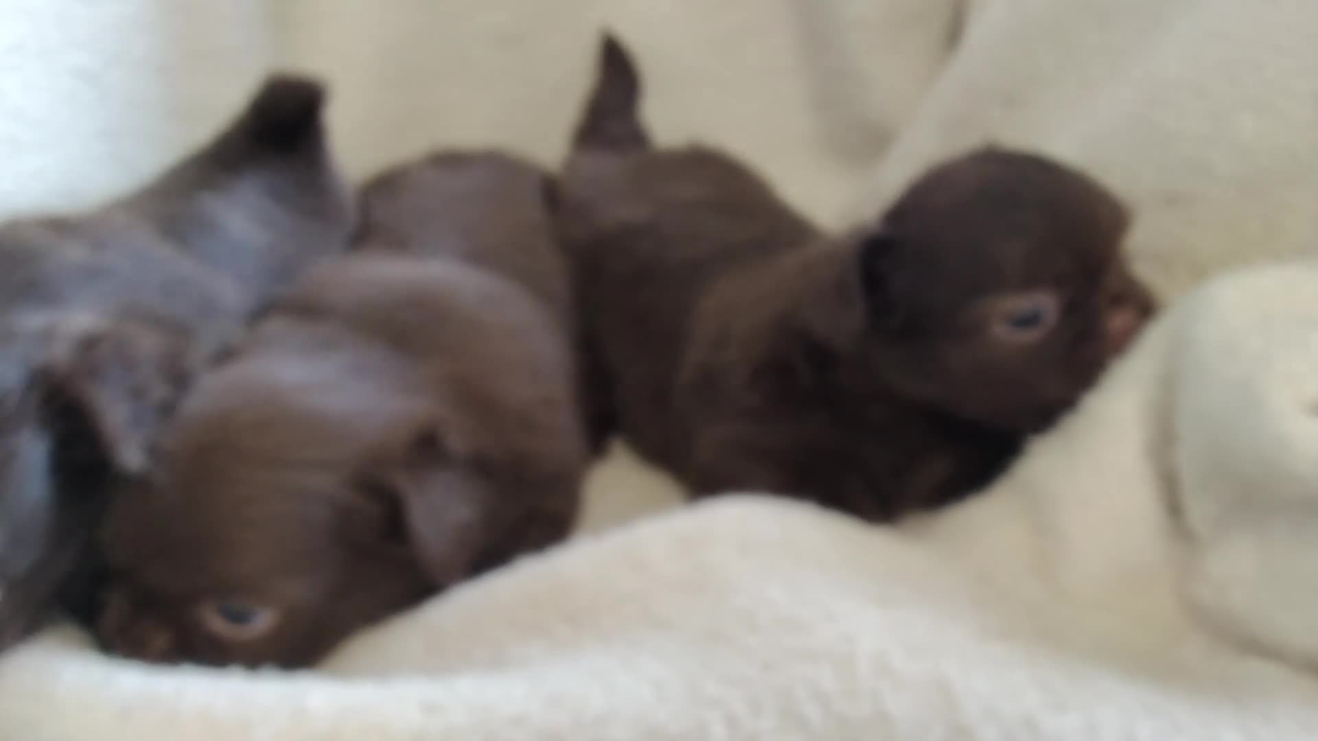 Chihuahua dogs for sale: Beautiful Long Haired Chihuahua Puppies - Video 1