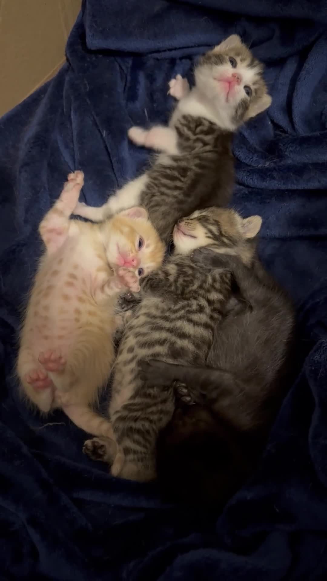 Domestic Shorthair cats for sale: Domestic Shorthair - Video 1