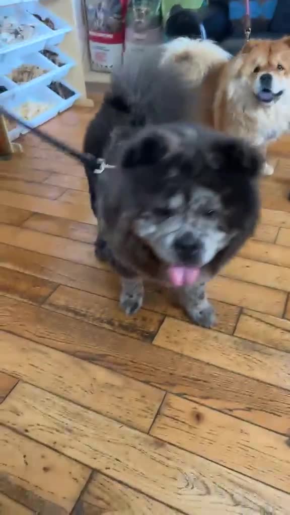Chow Chow dogs for sale: Beautiful chow and Merle puppies. - Video 1