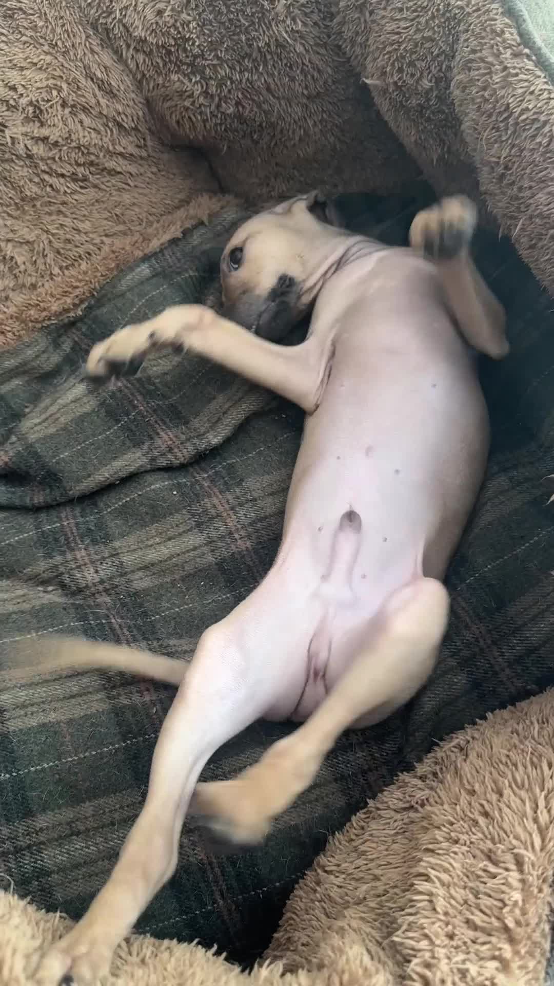 Italian Greyhound dogs for sale: Italian Greyhound pup- KC Reg- 1 Boy Left  - Video 1