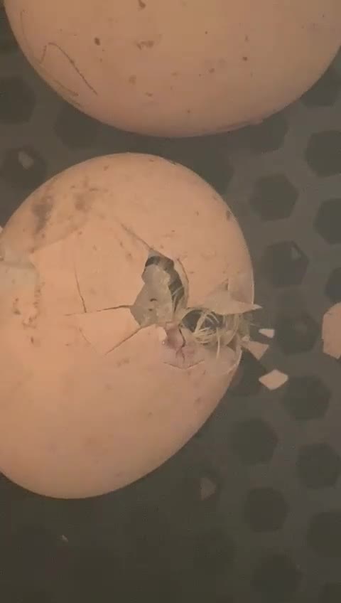 Chickens poultry for sale: Silkie, Quail & Poultry Chick Starter Bundles - Video 1