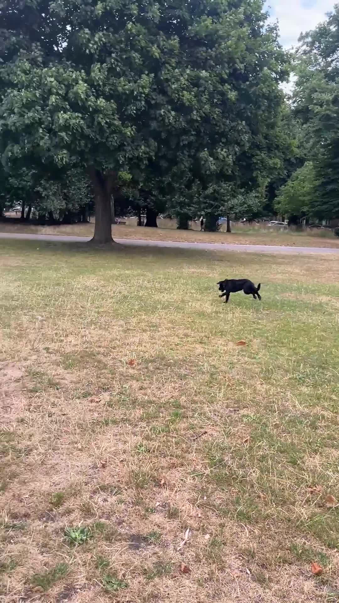 Mixed Breed dogs for sale: 8 Month Old Cocker Spanial x German Shepard Bruno - Video 2