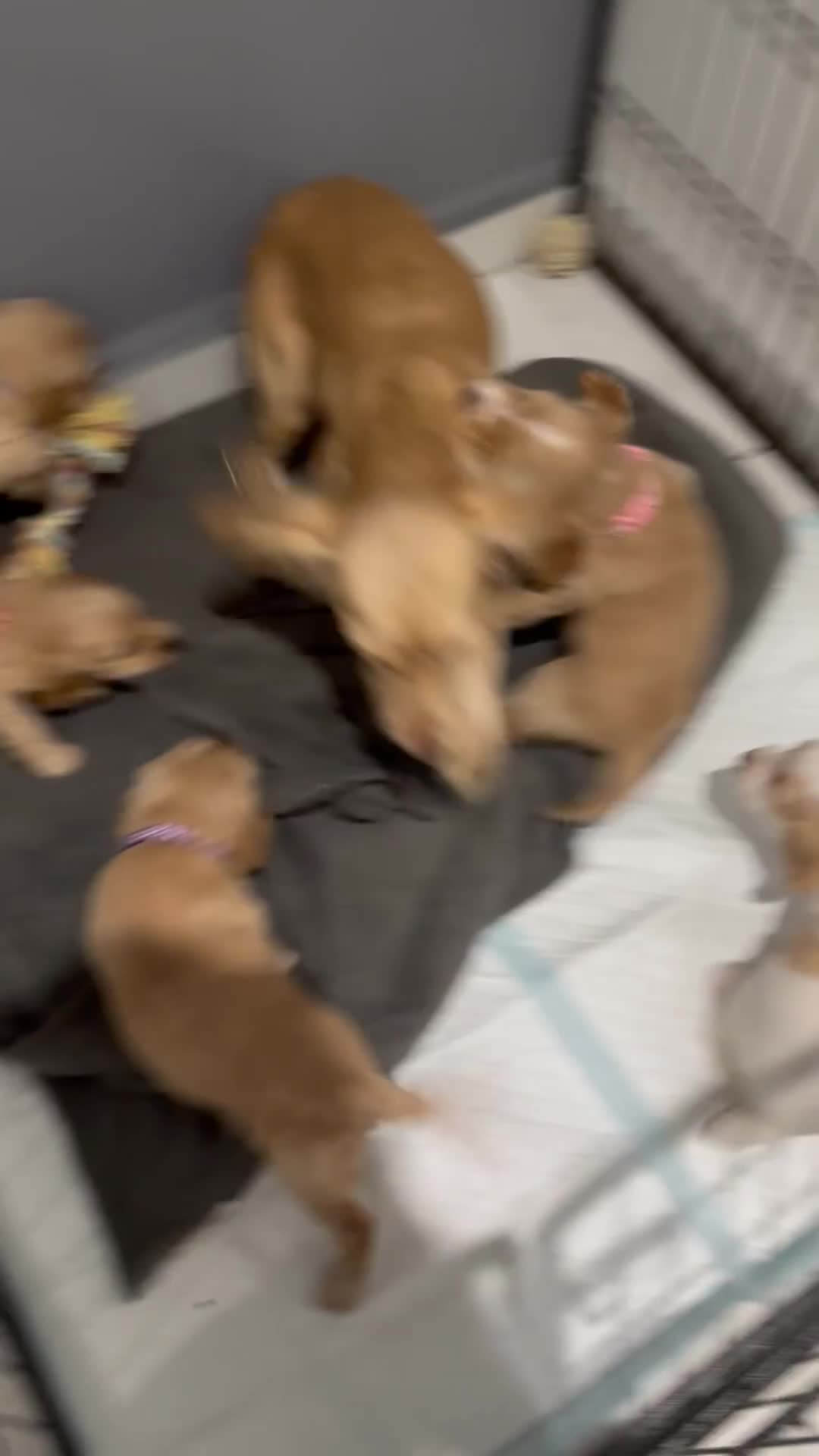 Cocker Spaniel dogs for sale: 5 gorgeous cocker spaniel puppies - Video 1