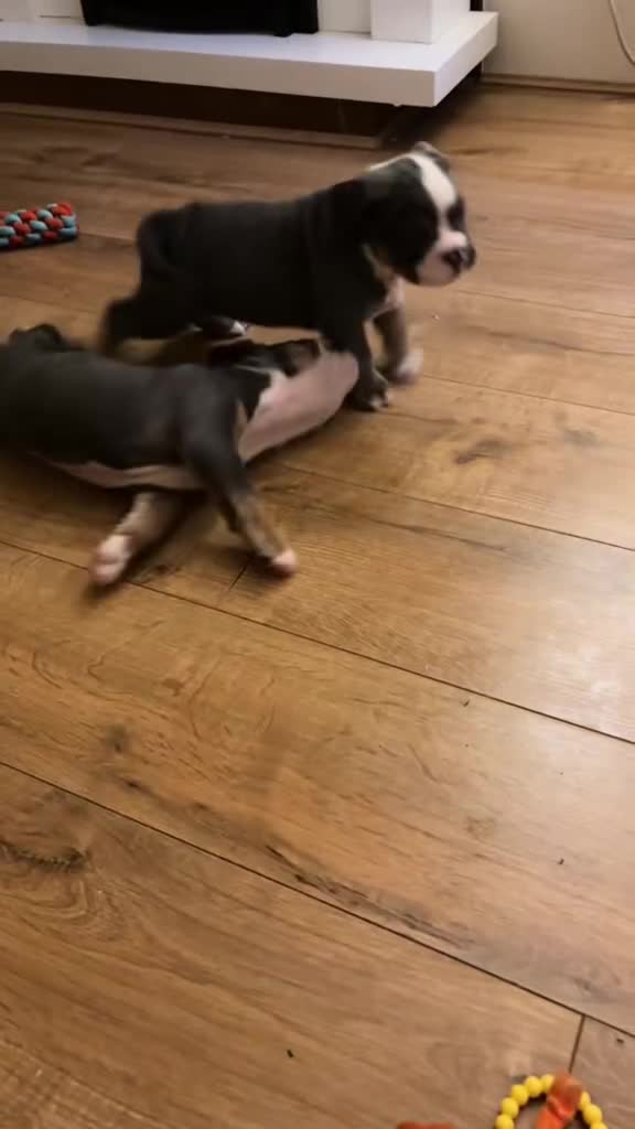 Olde English Bulldogge dogs for sale: Olde English bulldogs puppies READY to leave - Video 1