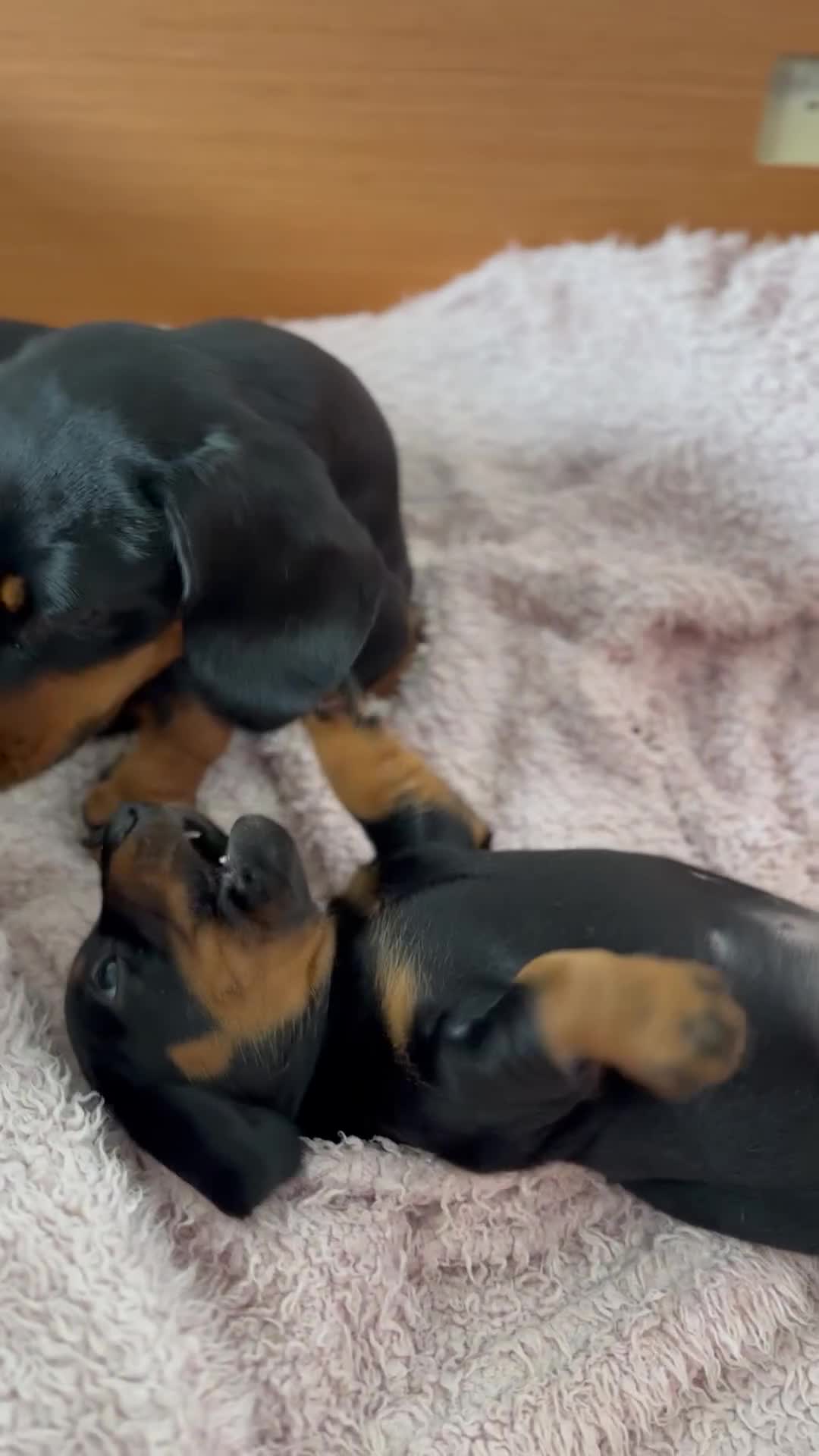 Miniature Dachshund dogs for sale: Two beautiful, sweet natured little boy puppies  - Video 1