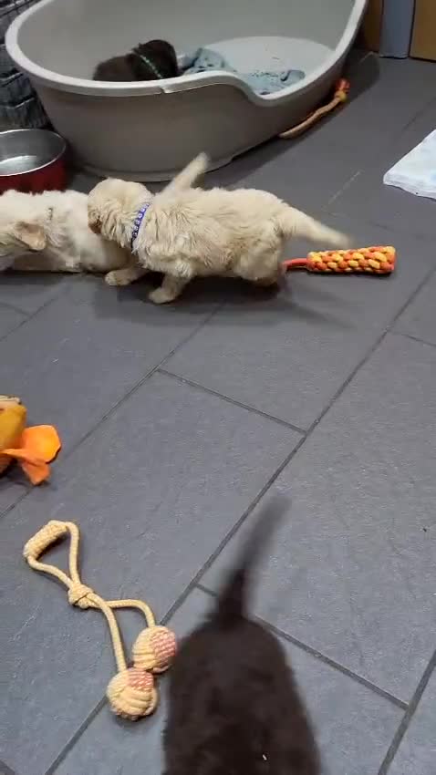 Labradoodle dogs for sale: Large standard labradoodles - Video 2