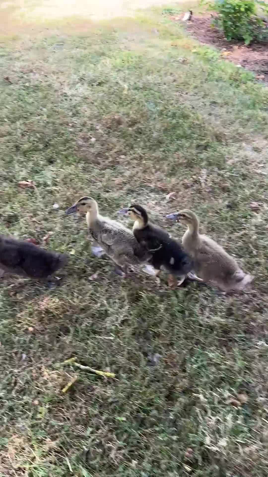 Ducks poultry for sale:     ❤️ Four Beautiful Hand-Reared Ducklings  in Stowmarket - Video 1