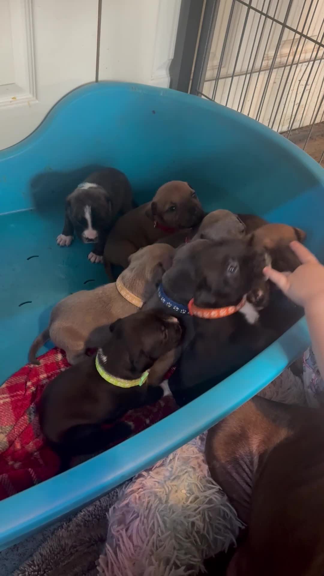 Mixed Breed dogs for sale: Staffy pups - Video 1