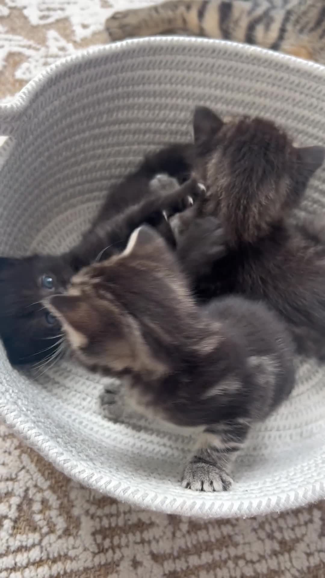 Mixed Breed cats for sale: Mixed Bengal  in London - Video 2
