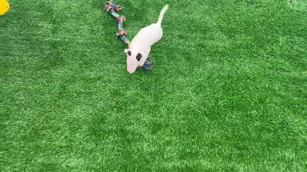 Bull Terrier dogs for sale: Beautiful English bull terrier female puppy  - Video 1