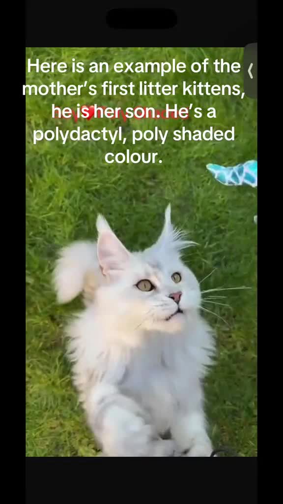 Maine Coon cats for sale: 6 STUNNING PEDIGREE TICA REG MAINE COON KITTENS - Video 1