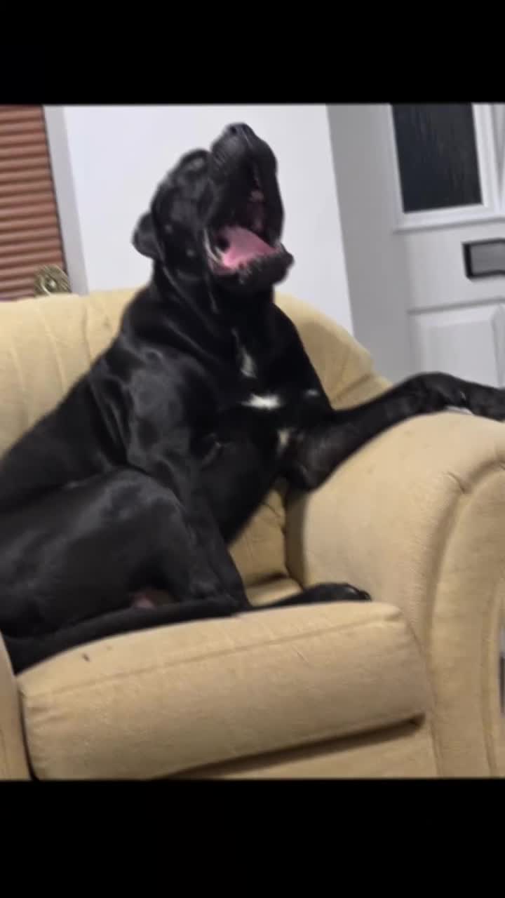 Cane Corso dogs for sale: Hi here Leo in Corby - Video 2
