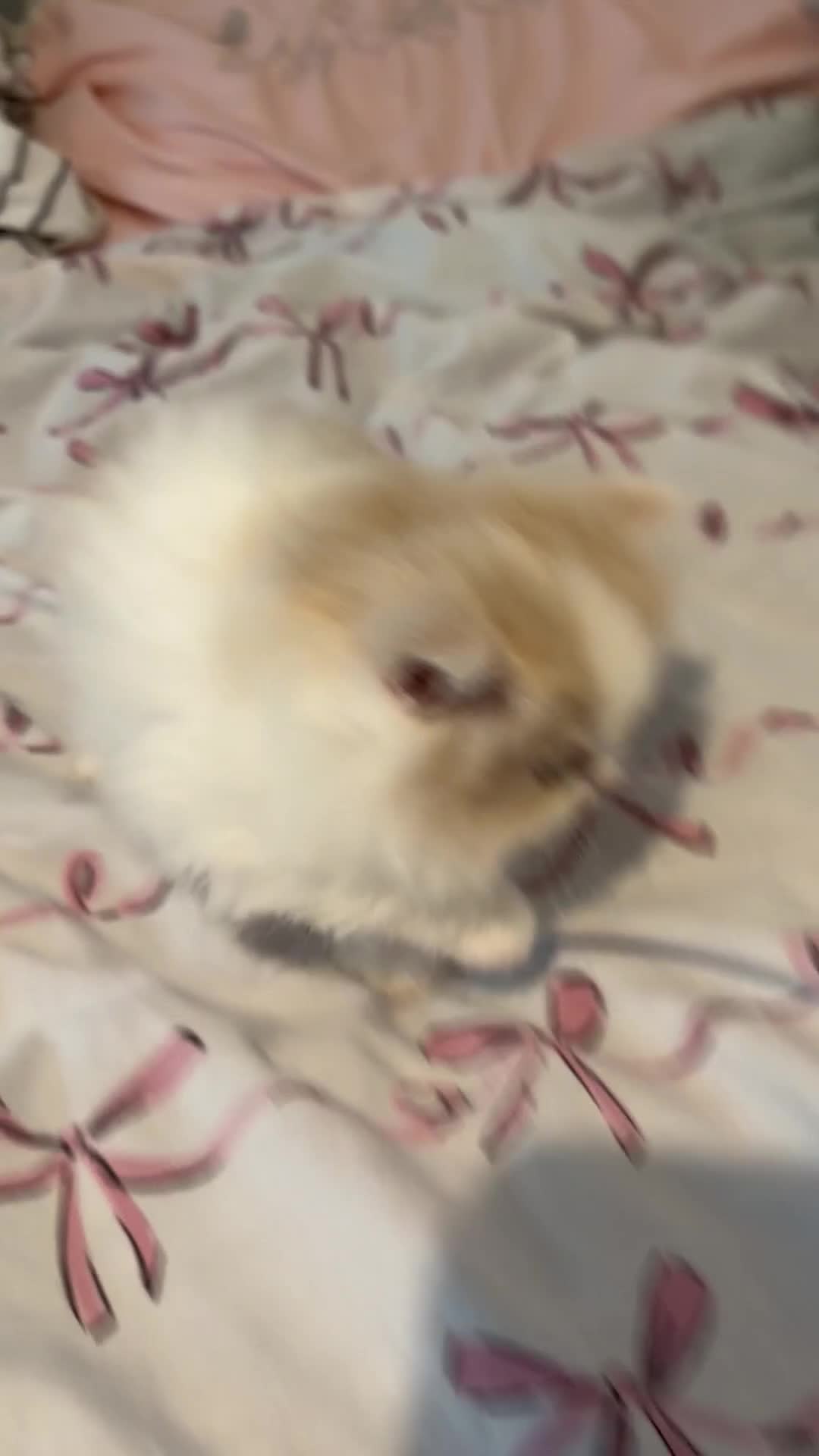 British Shorthair cats for sale: Champion line British longhair  - Video 1
