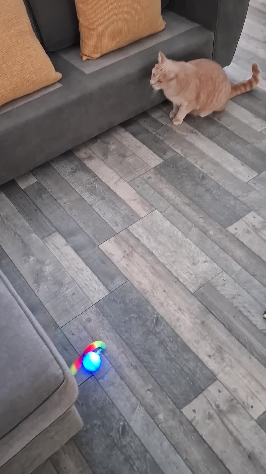 Mixed Breed cats for sale: Cream And Ginger Cat - Video 1
