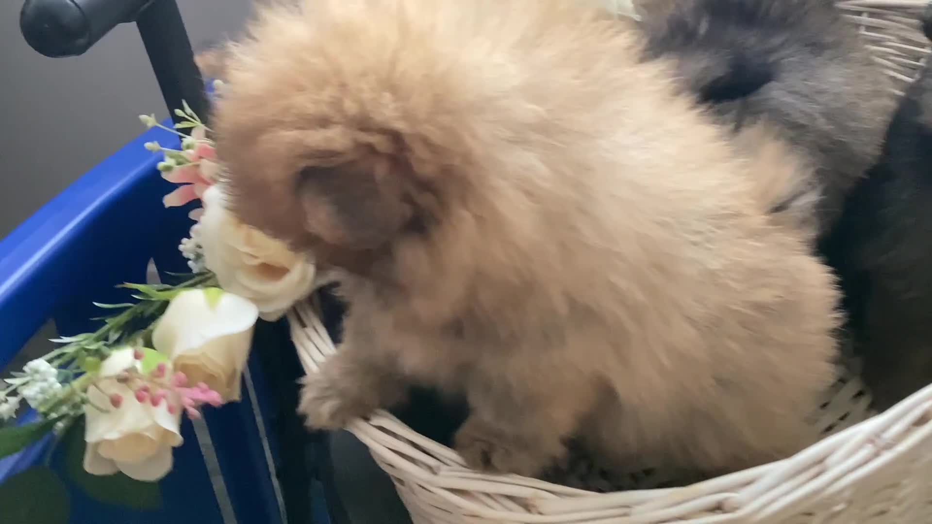 Pomeranian dogs for sale: READY NOW! kc reg STUNNING Pomeranian puppies  - Video 3