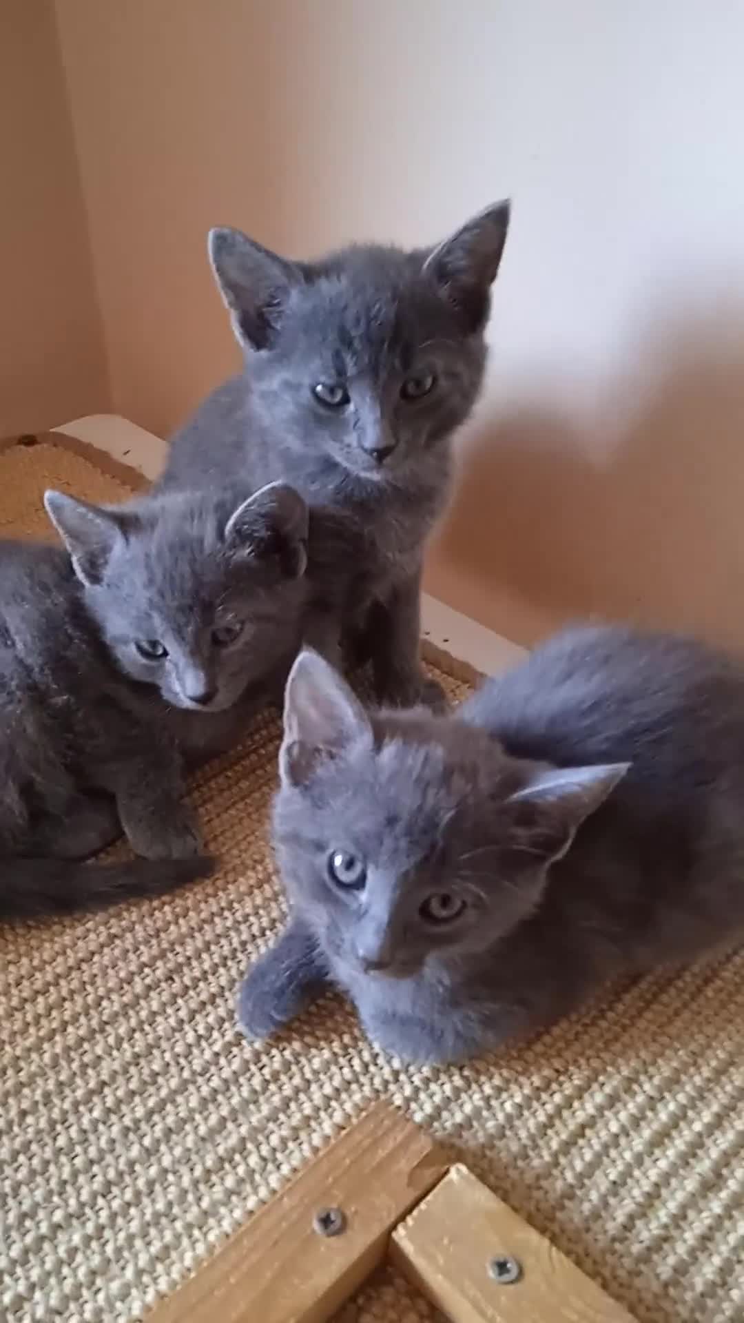 Russian Blue cats for sale: Russian Blue kittens One Girl Two boys - Video 5
