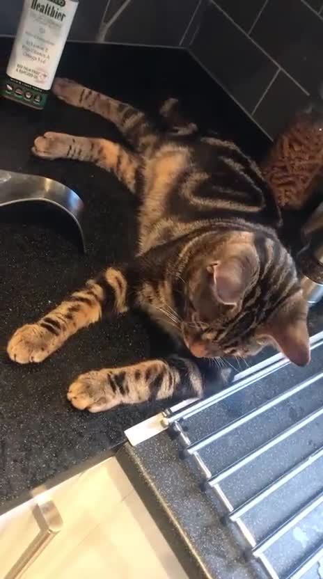 Bengal cats for sale: Beautiful bengal boy needs a new home  - Video 2