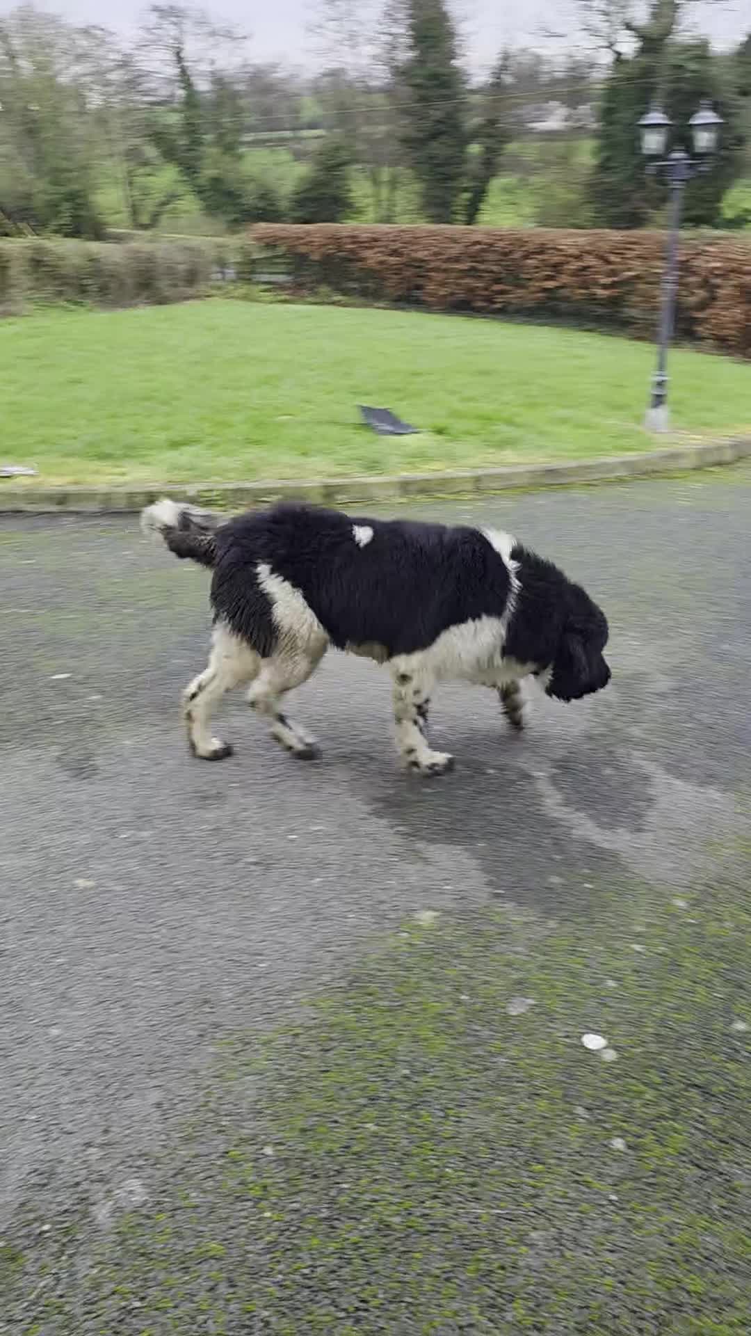 Newfoundland dogs for sale: Setanta is a beautiful landseer newfoundland  - Video 2