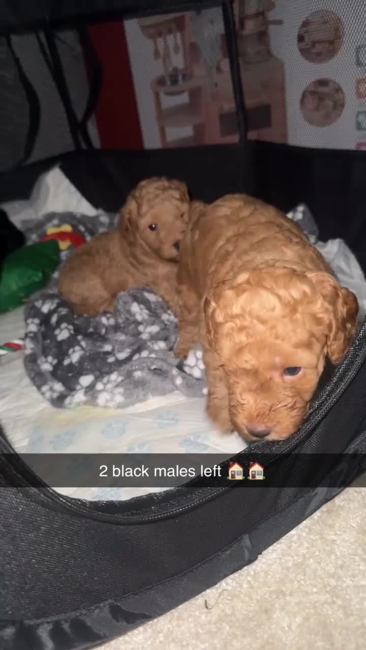 Cockapoo dogs for sale: Cockapoo puppy’s  - Video 2