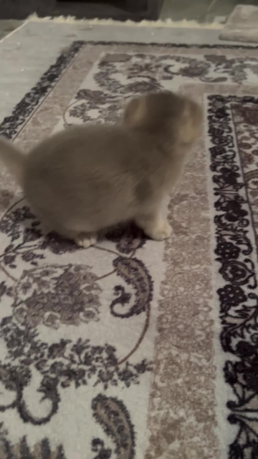 British Shorthair cats for sale: British Shorthair kittens  - Video 1