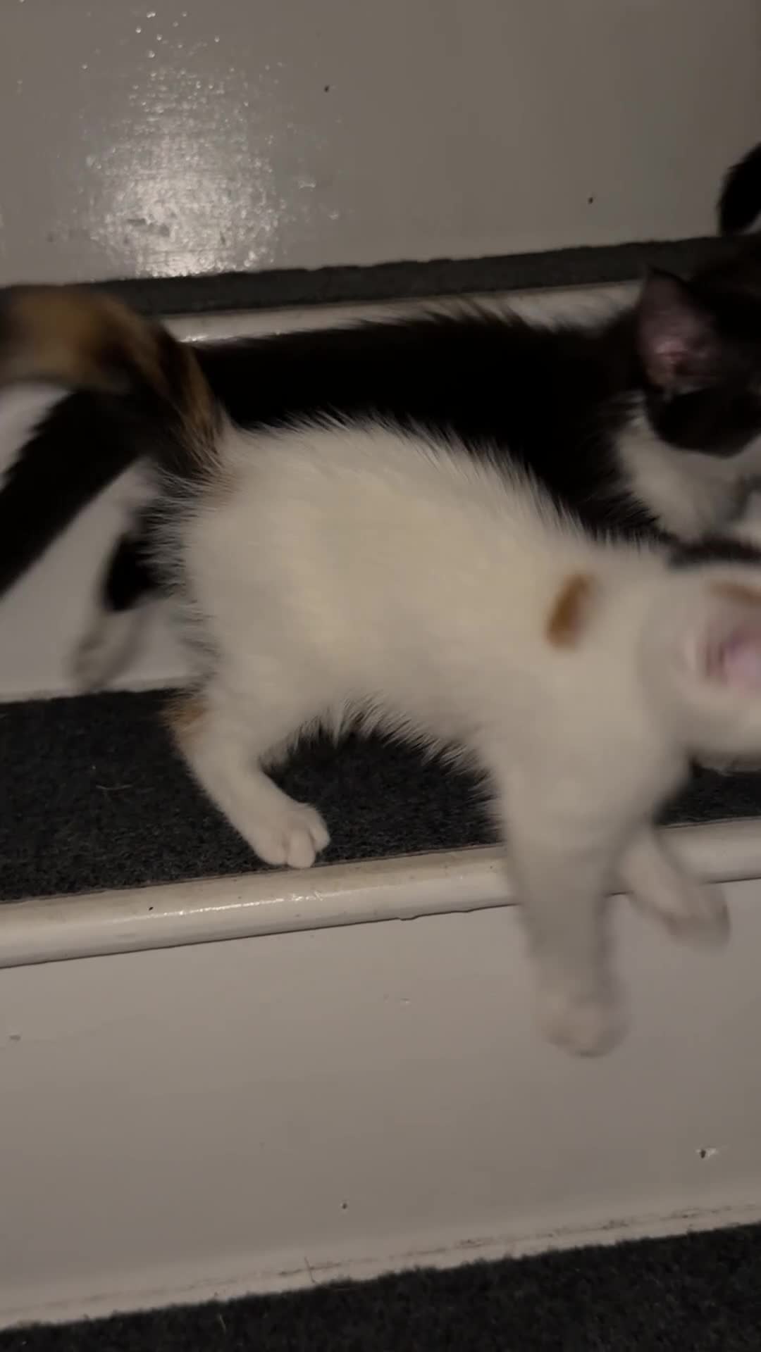 Mixed Breed cats for sale: 🐾 2 Beautiful Kittens looking for loving parents  - Video 1