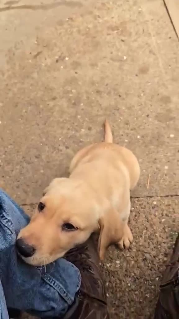 Labrador Retriever dogs for sale: Labrador puppies in Sleaford - Video 1