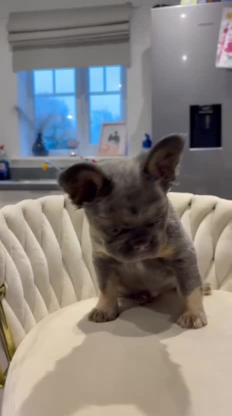 French Bulldog dogs for sale: 5 beautiful fluffy French bulldogs  - Video 1