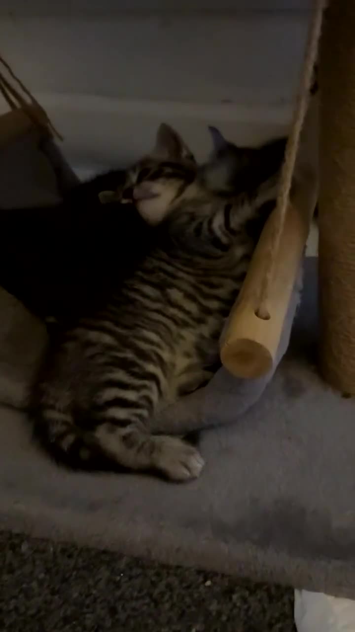 Mixed Breed cats for sale: 3 BEAUTIFUL BOYS READY TO GO 7/1 - Video 4