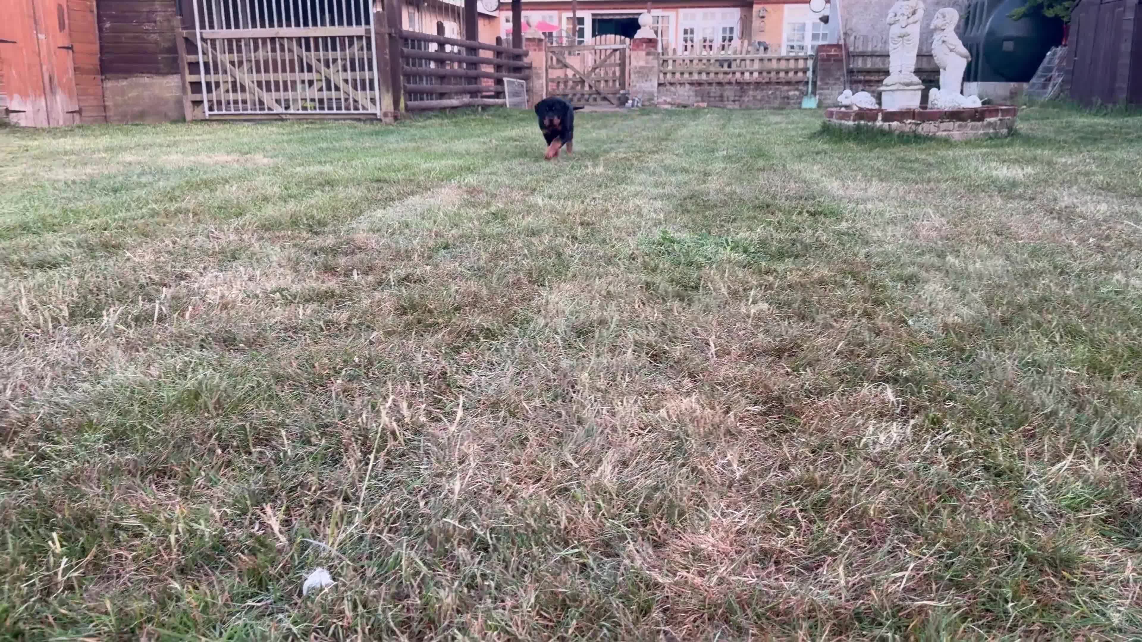 Rottweiler dogs for sale: Beautiful female Rottweiler puppy - Video 1