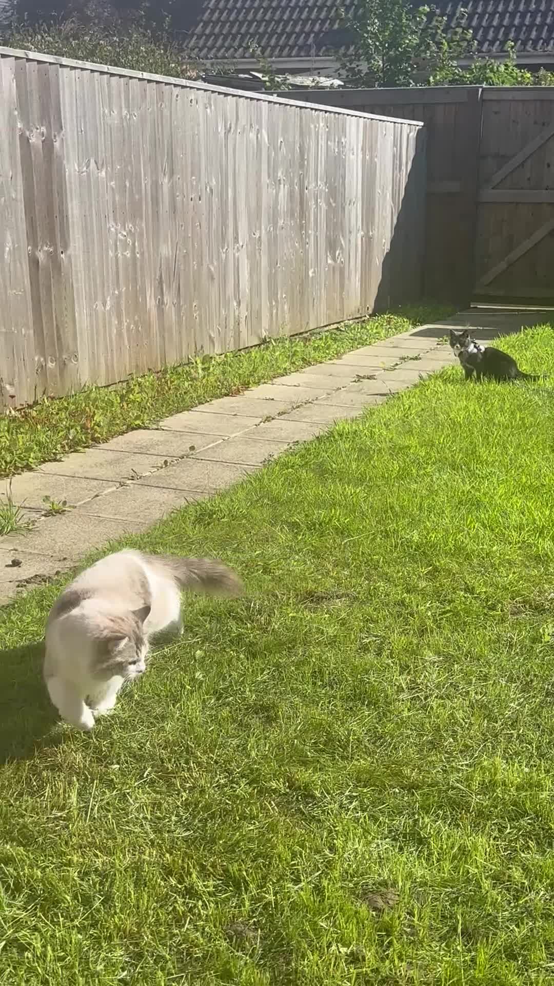 Mixed Breed cats for sale: 2 Loving Cats Looking for a Safe Forever Home 🐾🤍 - Video 2