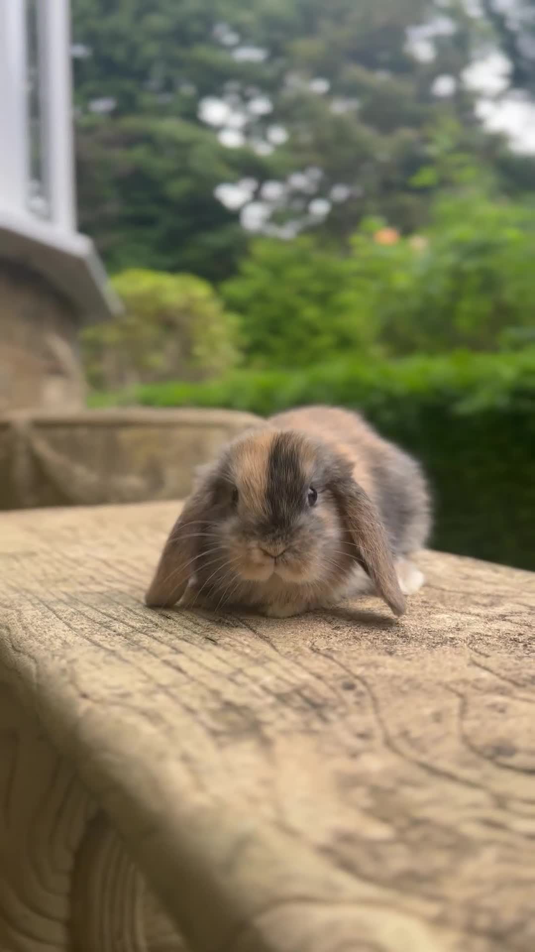 Mini Lop rabbits for sale: 🐰 LAST ONE! Stunning Harlequin Mini Lop Female  - Video 1
