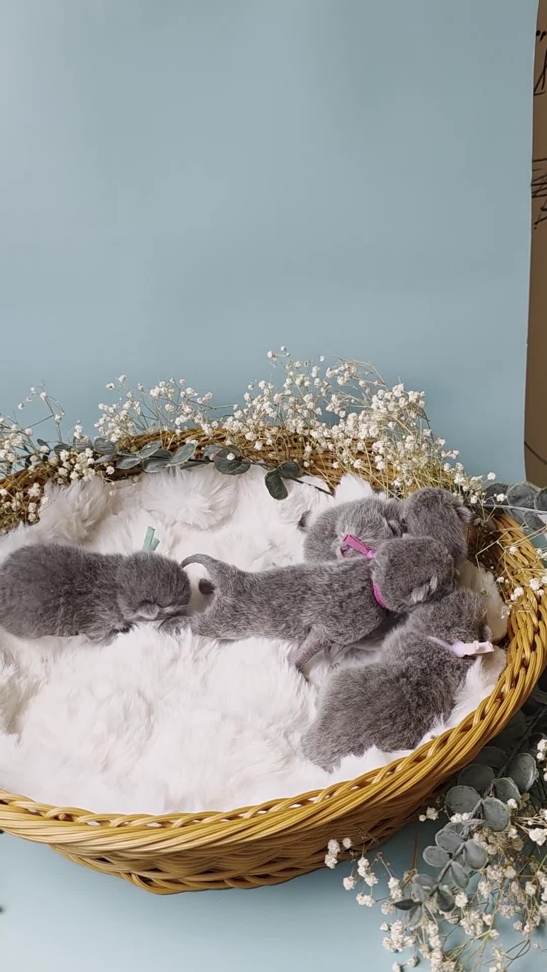 British Shorthair cats for sale: 🩷 Kittens Looking For Their Forever Homes 🩵 - Video 1
