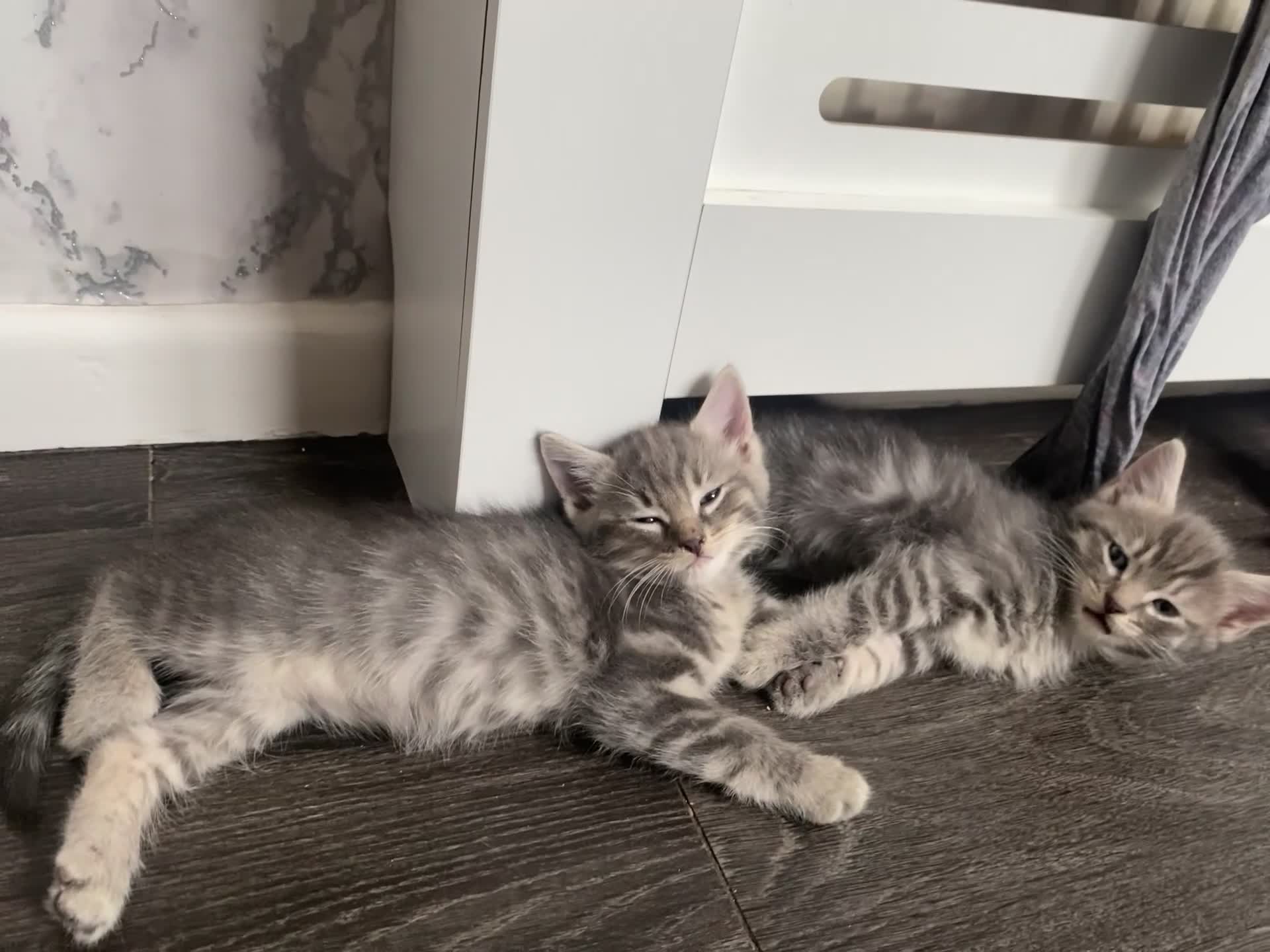 Ragdoll cats for sale: Ragdoll cross tabby kittens  - Video 2