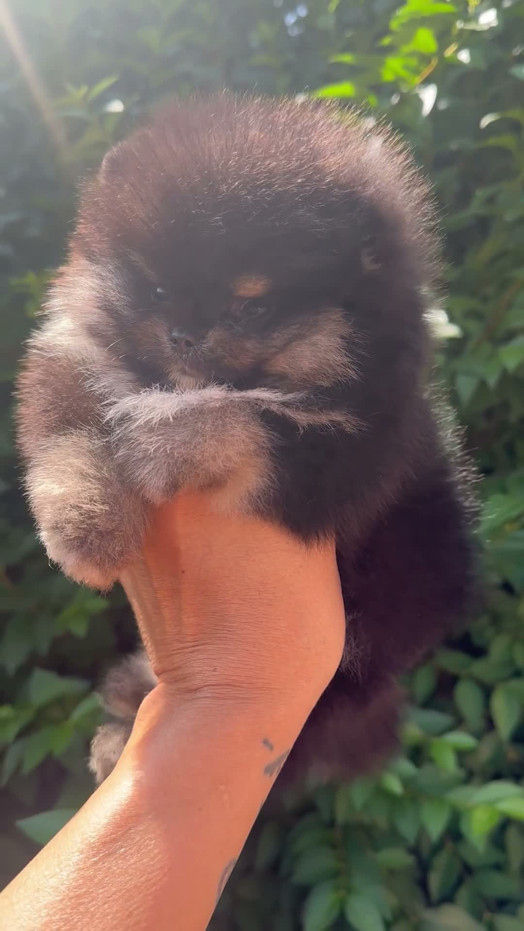 Pomeranian dogs for sale: 🏆0.65 Russian/Taiwan Pomeranian female🏆 - Video 2