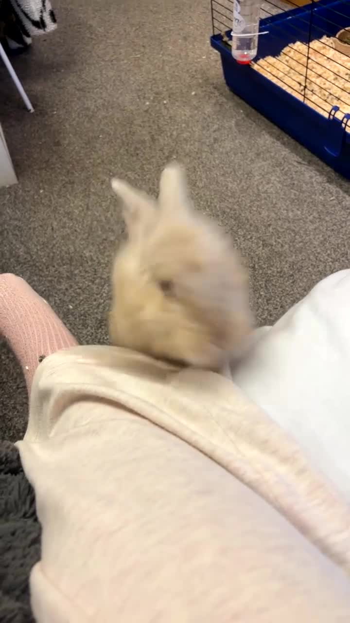 Lionhead rabbits for sale: Lionhead x flemish Boy - Video 1
