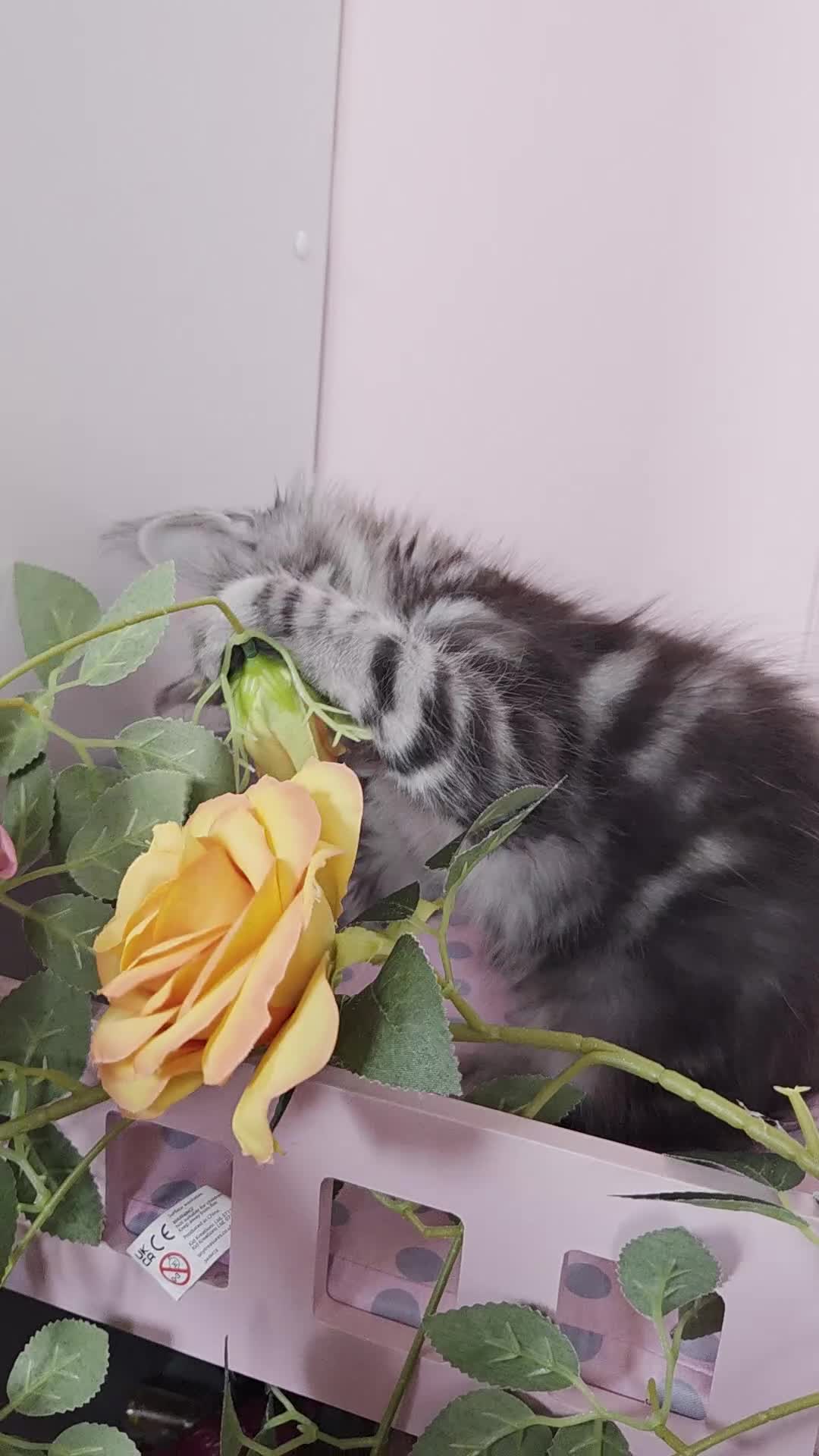 Maine Coon cats for sale: TICA REGISTERED MAINE COON KITTENS - Video 1