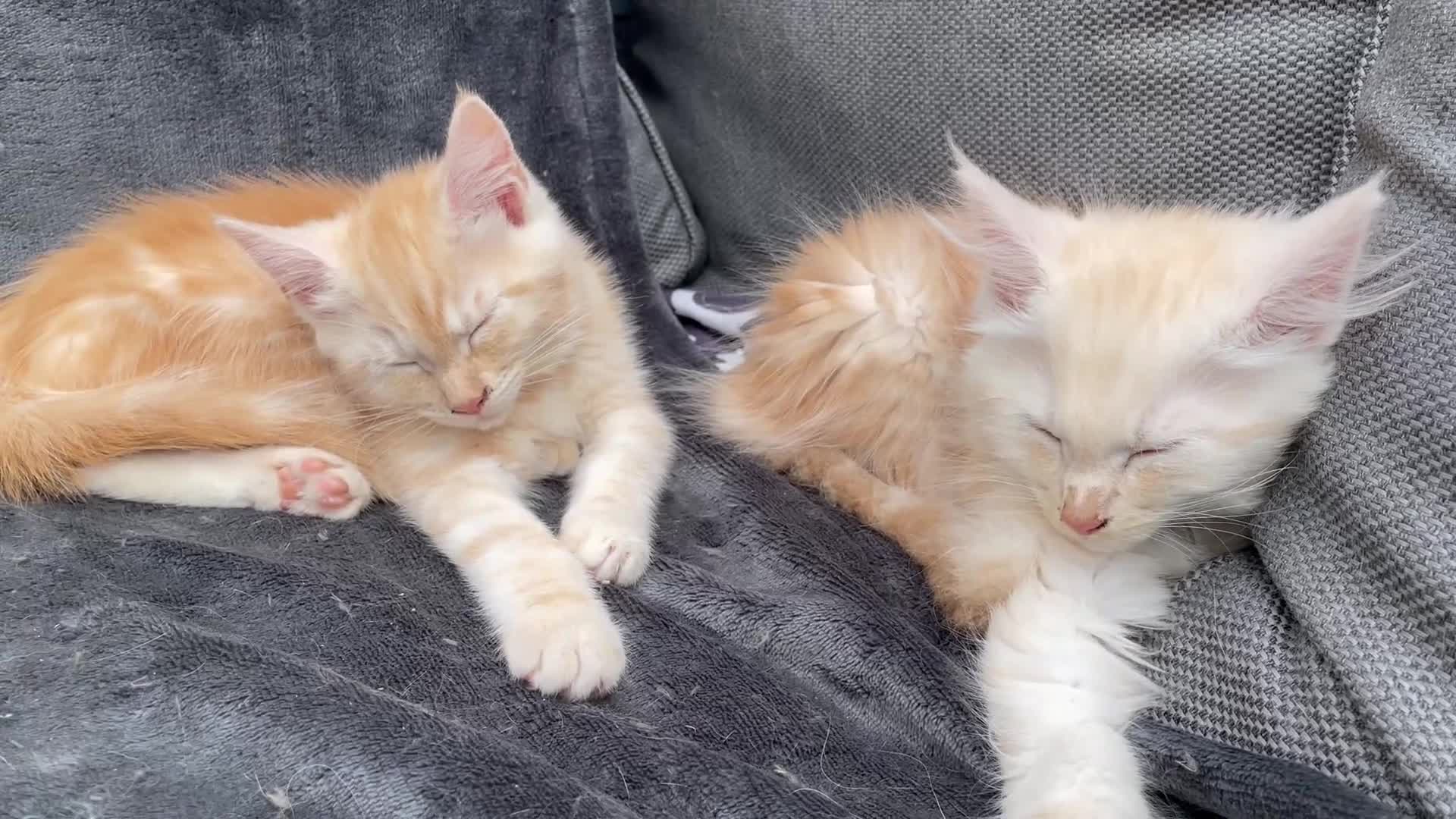 Maine Coon cats for sale: Maine Coon Cross Kittens 3 Girls , 2 Boys - Video 1