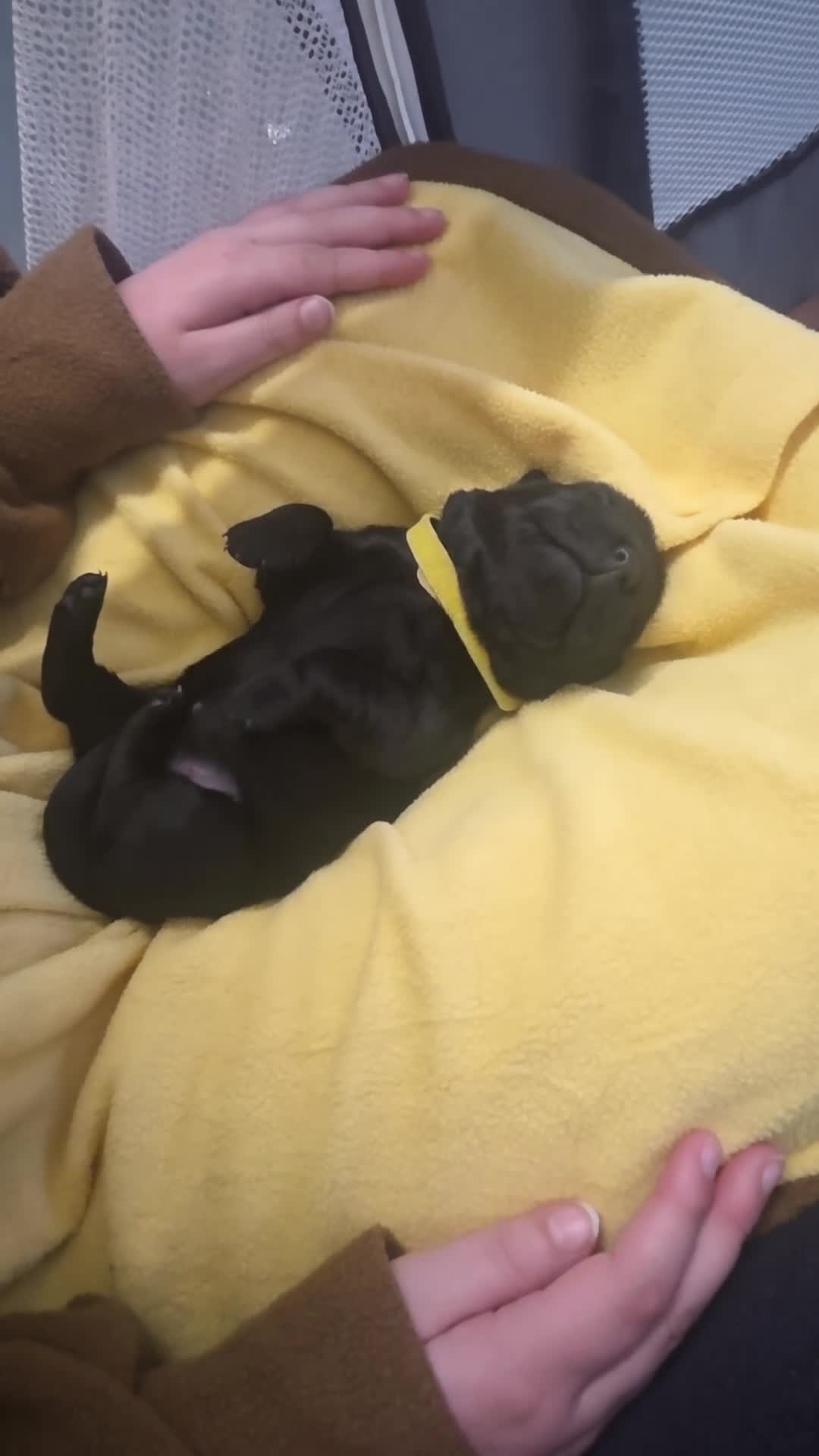 Goldador dogs for sale: Beautiful chunky goldador puppies  - Video 5